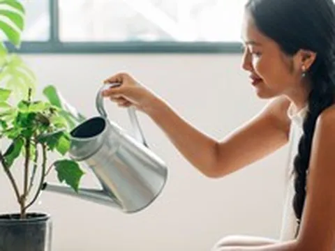 Trang trí tổ ấm với điểm nhấn từ sắc xanh cây cảnh