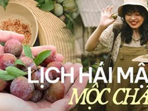 Mận Mộc Châu bắt đầu chín đỏ nhưng bạn đã chọn được vườn nào để hái hay chưa?