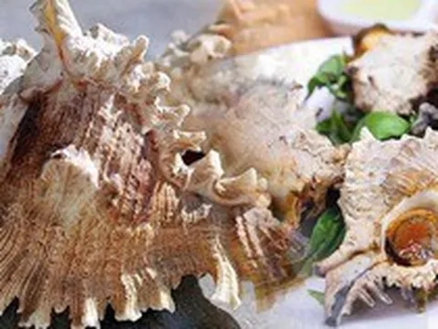 Mỹ vị loại ốc sư tử, đặc sản trên vùng biển Cô Tô
