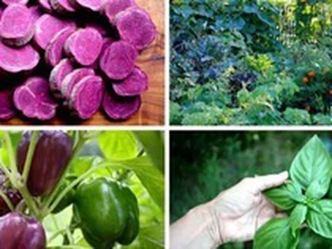 Khu vườn xanh tươi ngập tràn rau quả sạch với 100 loại