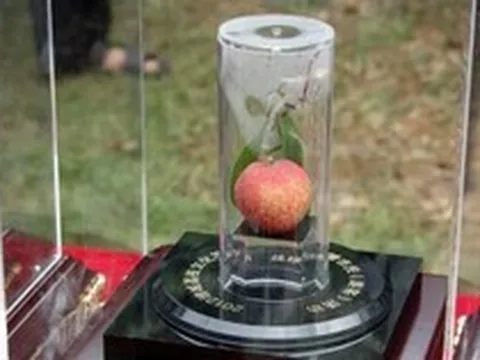 Trung Quốc từng bán 1 quả vải giá 1,8 tỷ đồng: Đắt 'cắt cổ' vẫn cháy hàng