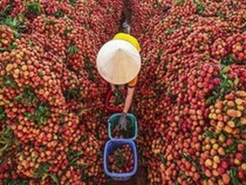 Người Nhật để dành 10 ngày mới dám ăn hết: Loại quả Việt được ví như 'nụ cười quý phi', 200 thương nhân Trung Quốc xếp hàng chờ mua