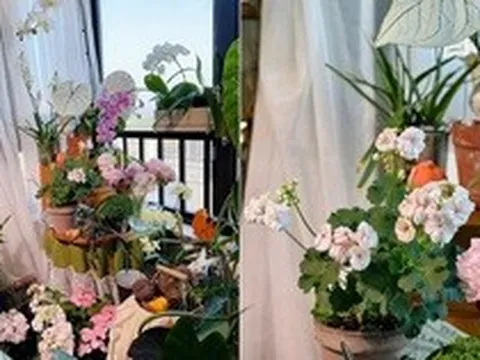 Cô gái 'hô biến' ban công nhỏ thành khu vườn nhiệt đới