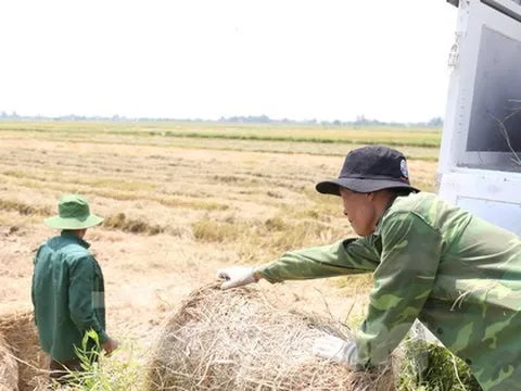 Đội nắng 40 độ C, kiếm tiền từ nghề cuộn rơm ở Nghệ An