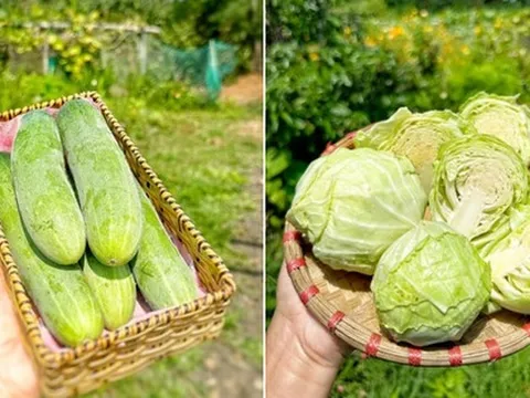 Bán nhà phố về quê mua đất hoang trồng cây trái: “Thấy mình già nhanh, đen nhẻm nhưng xứng đáng”