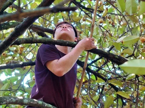 Nhặt măng cụt thuê ở 'thủ phủ' Bình Dương, cứu cánh tạm thời cho công nhân thất nghiệp