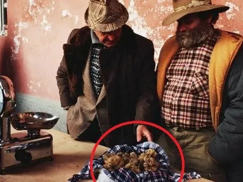 Loại nấm quý hiếm được ví là vàng trắng chỉ tìm được nhờ vào chó săn