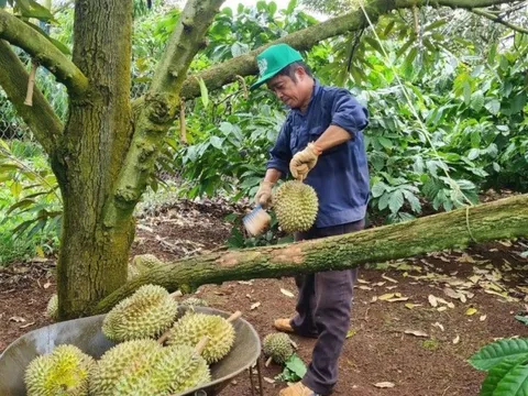 Thêm 47 vùng trồng sầu riêng được cấp mã xuất khẩu vào Trung Quốc