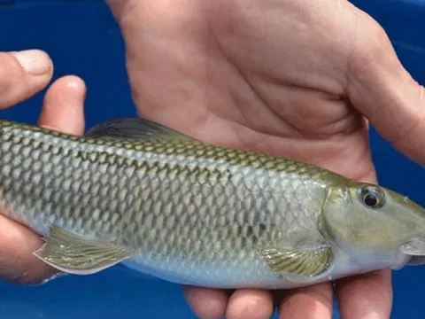 Loại cá đặc sản khiến nhiều người sẵn lòng bỏ cả chục triệu đồng để thử