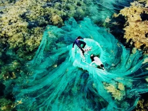 Ngất ngây 'cánh đồng vàng' dưới biển xanh trong ở đảo Hòn Khô, Bình Định