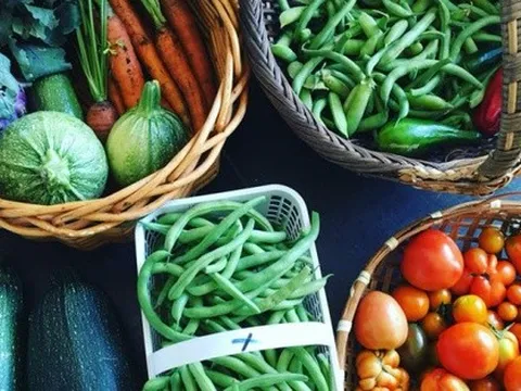 Người mẹ trẻ nghỉ việc ở thành phố, cùng con về quê trồng rau sạch