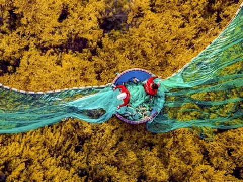 Ngắm 'cánh đồng chín vàng' tuyệt đẹp ở biển Quy Nhơn