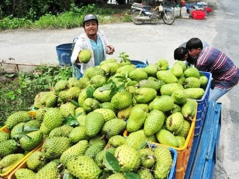 Cơn sốt "trà mãng cầu" khiến giá mãng cầu xiêm tăng đột biến