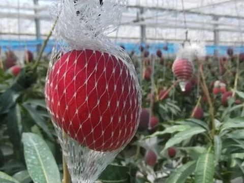 Loại quả được mệnh danh là 'trứng của mặt trời', giá gần 100 triệu đồng/cặp