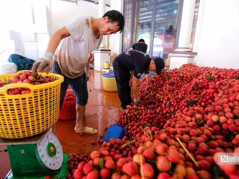 Nguồn cung dồi dào, xuất khẩu nông sản khởi sắc trong tháng 5