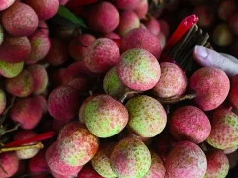 Vải đặc biệt đắt đỏ nhất Việt Nam, luôn 'cháy' hàng mỗi khi vào mùa