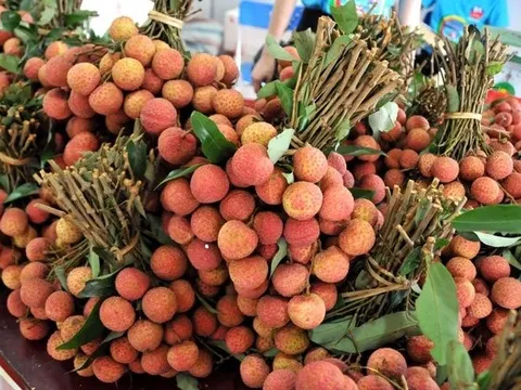 Đẩy mạnh xúc tiến thương mại các mặt hàng quả vải và nhãn