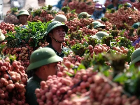 Được mùa vải: Phát triển thị trường bền vững và bài toán lợi nhuận
