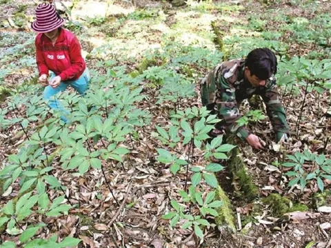 Chính phủ phê duyệt chương trình phát triển Sâm Việt Nam đến năm 2030