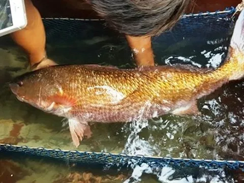 Việt Nam có loài cá đặc sản đắt đỏ bậc nhất, trong bụng chứa một thứ quý như vàng