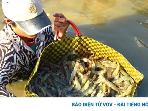 Tăng trưởng GRDP Cà Mau đứng thứ 5 cả nước nhưng mặt hàng chủ lực vẫn khó khăn