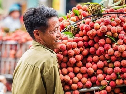 Chủ động tìm đầu ra cho mùa vải bội thu ở Bắc Giang
