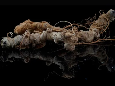 Một loại củ "quốc bảo" của Việt Nam sẽ thành sản phẩm mang thương hiệu quốc tế, được sản xuất quy mô lớn