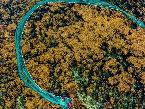 Mãn nhãn với cánh đồng rong mơ vàng óng giữa đại dương