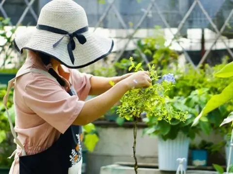 Khu vườn 20m² phủ kín hoa trên sân thượng của cô gái 9x