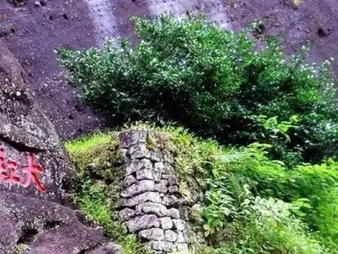 Loại cây mỗi năm chỉ ra vài gram thành phẩm, hiếm tới mức được chính quyền thành phố mua bảo hiểm hơn 300 tỷ