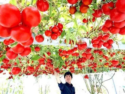 Nhật Bản: Cây cà chua 12.000 trái