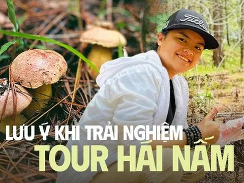 Nhiều gia đình cùng lên Đà Lạt hái nấm dịp hè, người bản địa nhắc nhở nên lưu ý điều gì?