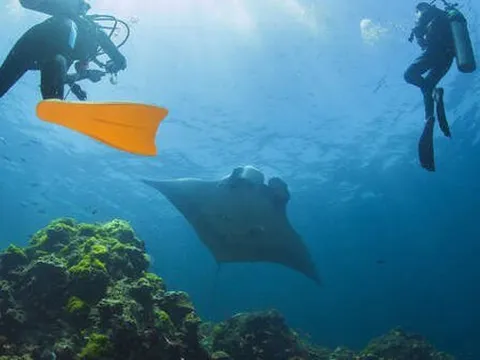 Báo quốc tế ca ngợi Việt Nam là điểm đến ấn tượng nhất cho tín đồ mê lặn biển