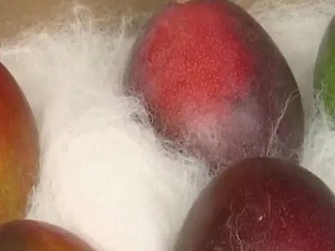 Giống xoài đắt nhất thế giới của Nhật Bản được trồng tại Ấn Độ