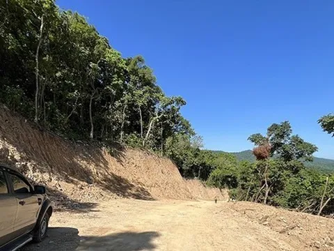 Thi công cao tốc, tự ý ủi luôn rừng: Chủ đầu tư nói 'bất ngờ' với vi phạm của nhà thầu