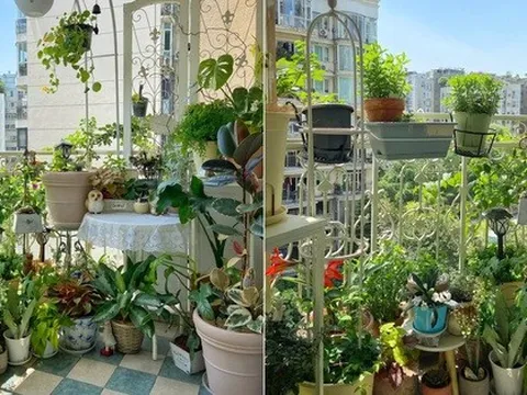Khu vườn ban công vài mét vuông nhưng có gần 200 chậu cây lớn nhỏ