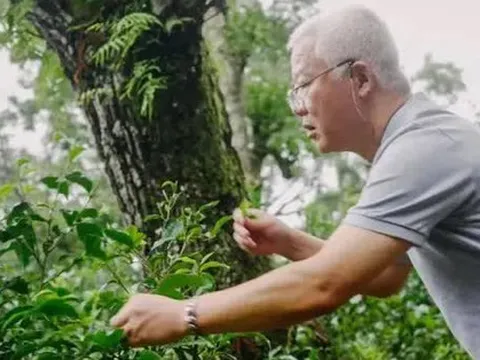 Cụ ông ẩn cư trong rừng sâu 20 năm, mang tiếng 'khùng' để làm nên thứ đặc sản có giá hàng tỷ đồng
