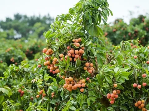 Gắn quả vải vào câu chuyện du lịch nông nghiệp, nông thôn tại Lục Ngạn