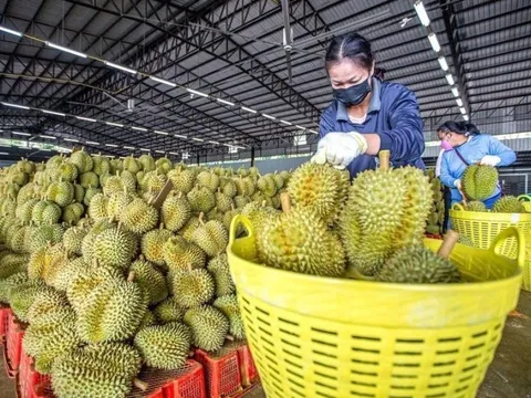 Chỉ trong 1 tháng, Trung Quốc chi tiền gấp 5 để mua rau quả Việt Nam