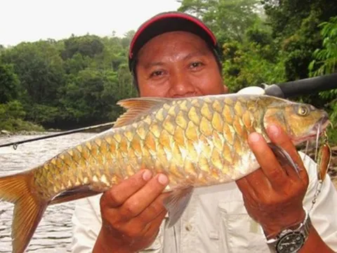 Đặc sản cá 'vong bất liễu ngư' đắt hơn cả vàng vẫn được săn lùng