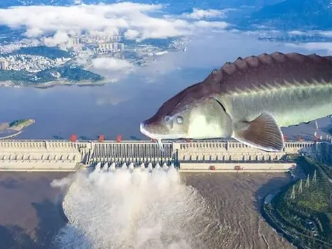 Con cá to nhất trong 'thiên đường cá' của Trung Quốc lớn cỡ nào?