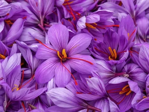 Loại "vàng đỏ" được xem là dược liệu hạnh phúc của giới nhà giàu, giá lên đến nửa tỷ đồng/kg vẫn đắt khách