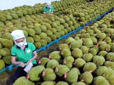 Tăng 18 lần, sầu riêng sẽ dẫn dắt rau quả cán đích xuất khẩu 4 tỷ USD?