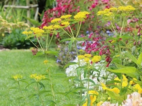 Khu vườn ngập hoa của cụ bà 83 tuổi đã dành 33 năm để chăm sóc