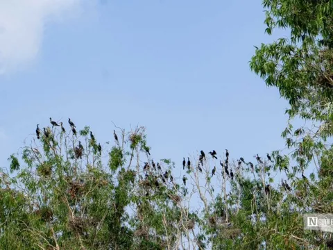 Ngân sách Nhà nước hàng năm cho bảo vệ môi trường rất hạn hẹp