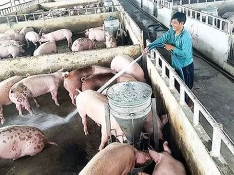 Ngành chăn nuôi phục hồi, cơ hội và những dự báo