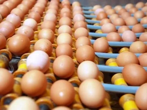 Hạn ngạch thuế quan nhập khẩu muối, trứng gia cầm năm 2023