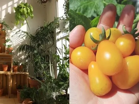 Biến ban công thành vườn rau xanh: Bí ngòi, cà chua bi, cà tím chen chúc