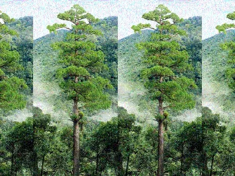 Phát hiện cây cao nhất châu Á tại hẻm núi sâu nhất hành tinh: Ai tìm ra? Ở đâu?