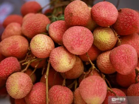 Phía sau những lô vải thiều tươi của Bắc Giang "bay" sang Mỹ